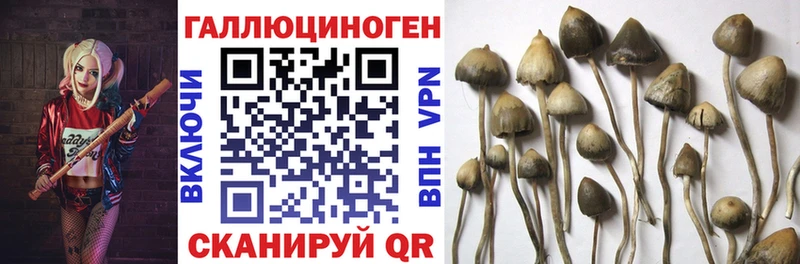 Купить закладки  Искитим  Псилоцибиновые грибы Cubensis 